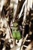 Cicindela campestris